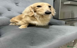 Miniature Dachshund dogs for stud: Miniature male Dachshund for stud  - Advert 2