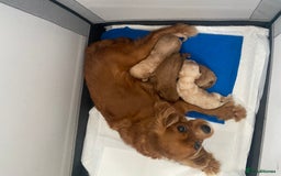 Cavapoo dogs for sale: Beautiful Cavapoo puppy’s❤️ - Image 5