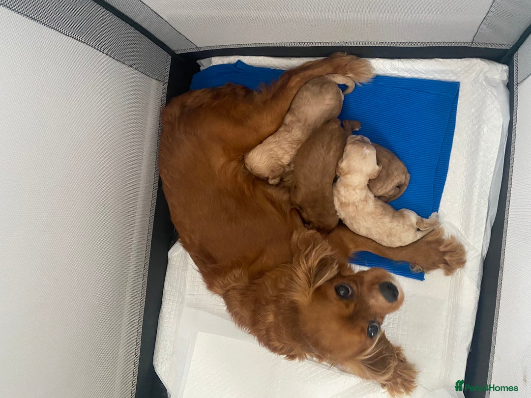 Cavapoo dogs for sale: Beautiful Cavapoo puppy’s❤️ - Image 5