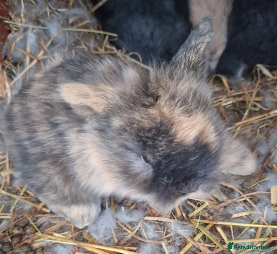 Mini Lop rabbits for sale: 1 x Black Buck (Boy) Mini Lion Lop and 4 babies - Advert 10
