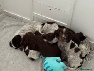 Cocker Spaniel dogs Gorgeous Cocker Spaniels pups need forever homes! - Advert 15