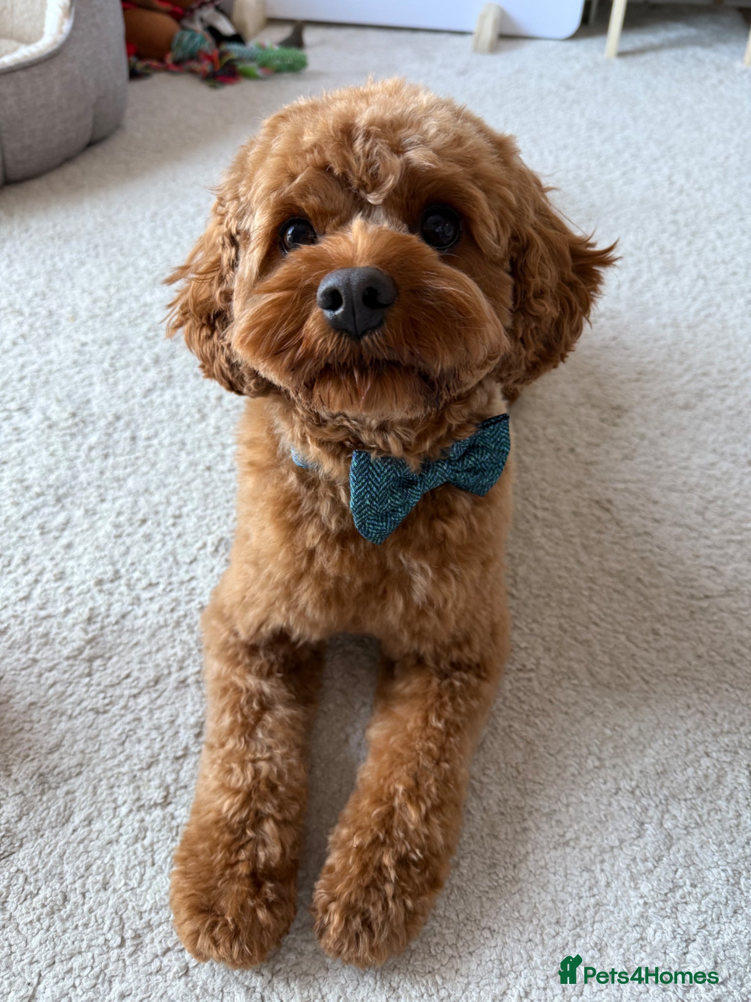 Cavapoo dogs for sale: Teddy 🐾 - Advert 11