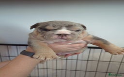 English Bulldog dogs for sale: Chunky English Bulldog Puppies  - Image 10