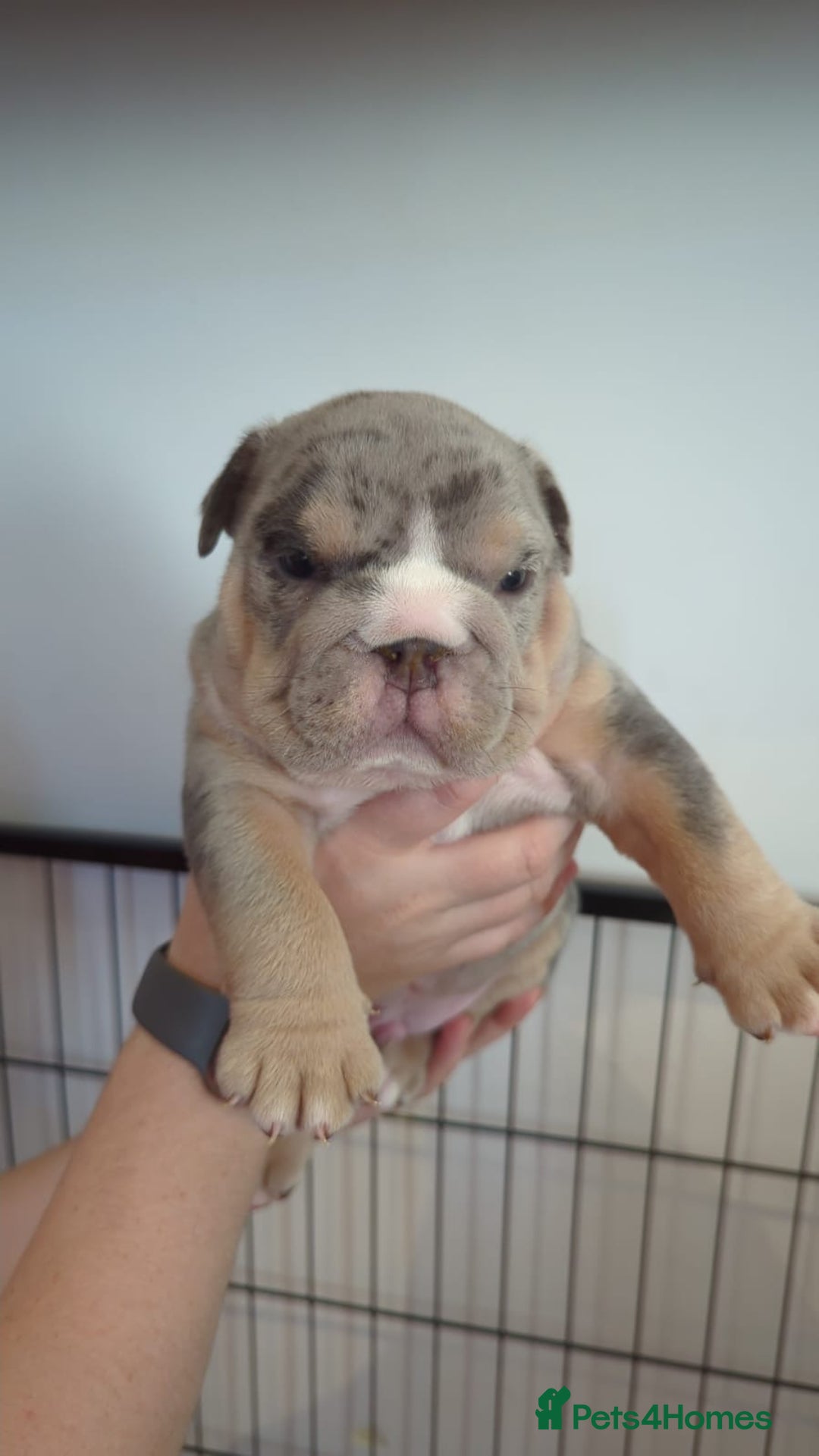 English Bulldog dogs for sale: Chunky English Bulldog Puppies  - Image 10