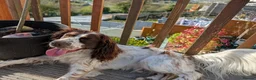 Sprocker dogs for sale: Sprocker Boy  - Advert 3