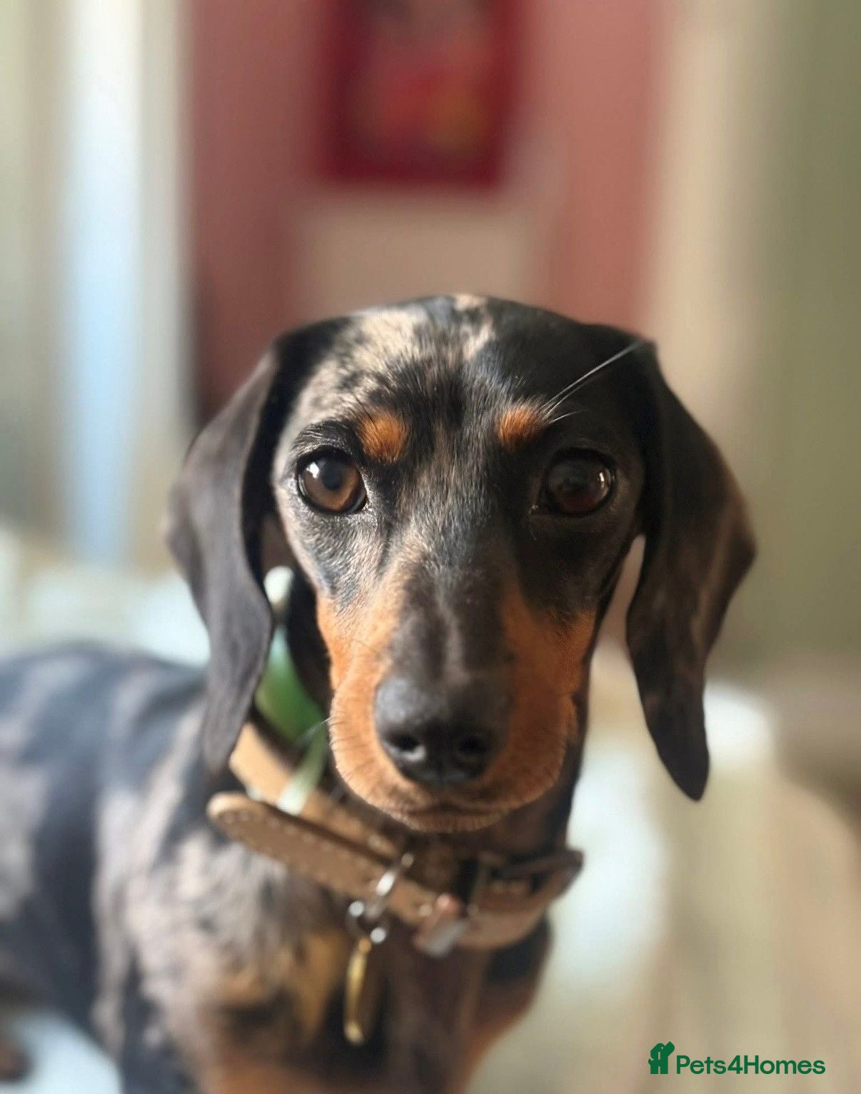 Miniature Dachshund dogs Beautiful Dapple Litter Expected 20th June 2026 - Advert 1