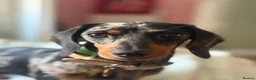 Miniature Dachshund dogs for sale: Beautiful Dapple Litter Expected 20th June 2026 - Advert 1