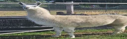 Llama livestock for sale: Llama entire. in Solihull - Advert 1