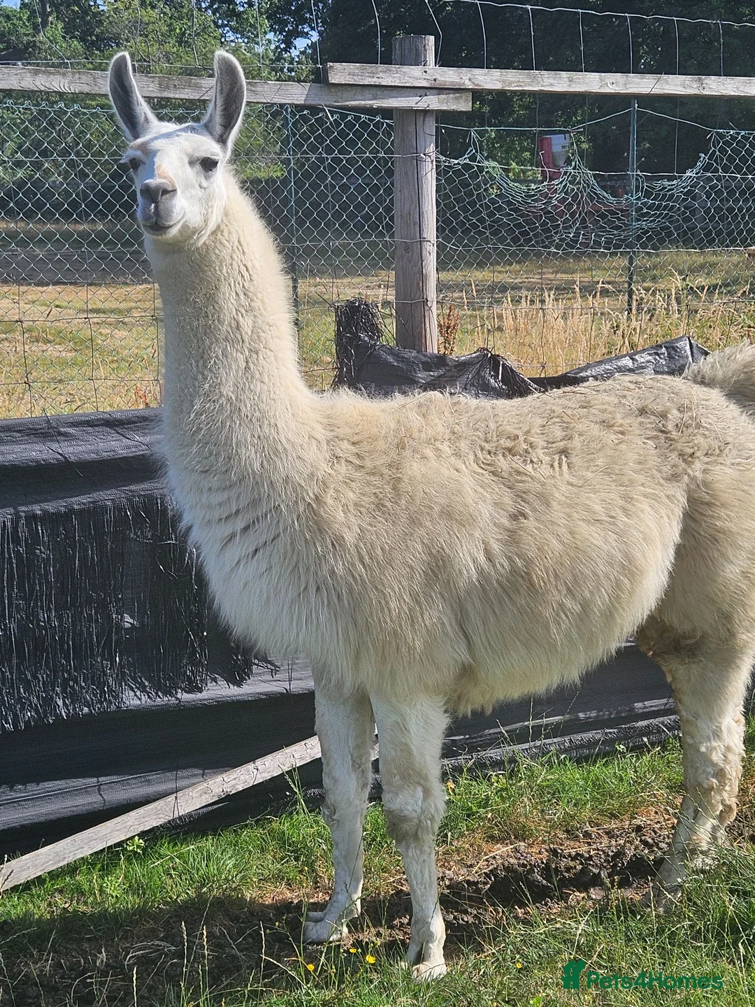 Llama livestock for sale: Llama entire. in Solihull - Advert 1