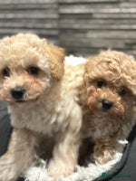 Poochon dogs 4 Poochons, All Girls 💝Ready Now in Cheshire - Advert 3