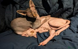 Sphynx cats for sale: 2 Sphynx cats In need of lovely homes  - Image 1