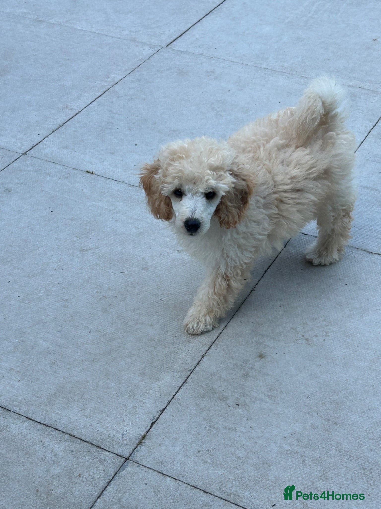 Miniature Poodle dogs KC registered miniature poodles  - Advert 2