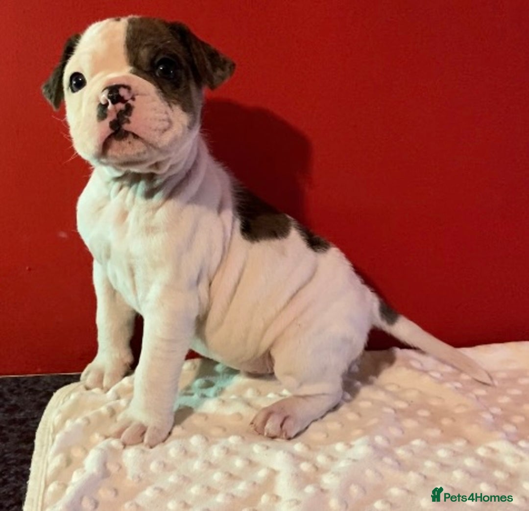 Alapaha Blue Blood Bulldog dogs for sale: TOP QUALITY PURE ALAPAHA BULLDOGS - Advert 9