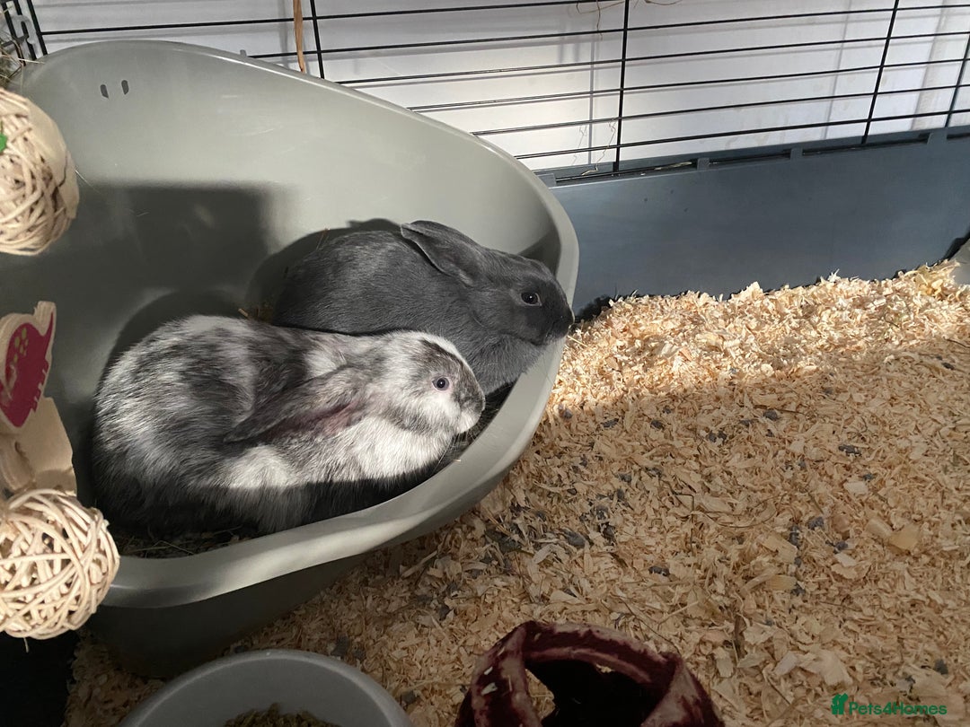 Mixed Breed rabbits for sale: Three beautiful male rabbits - Image 14