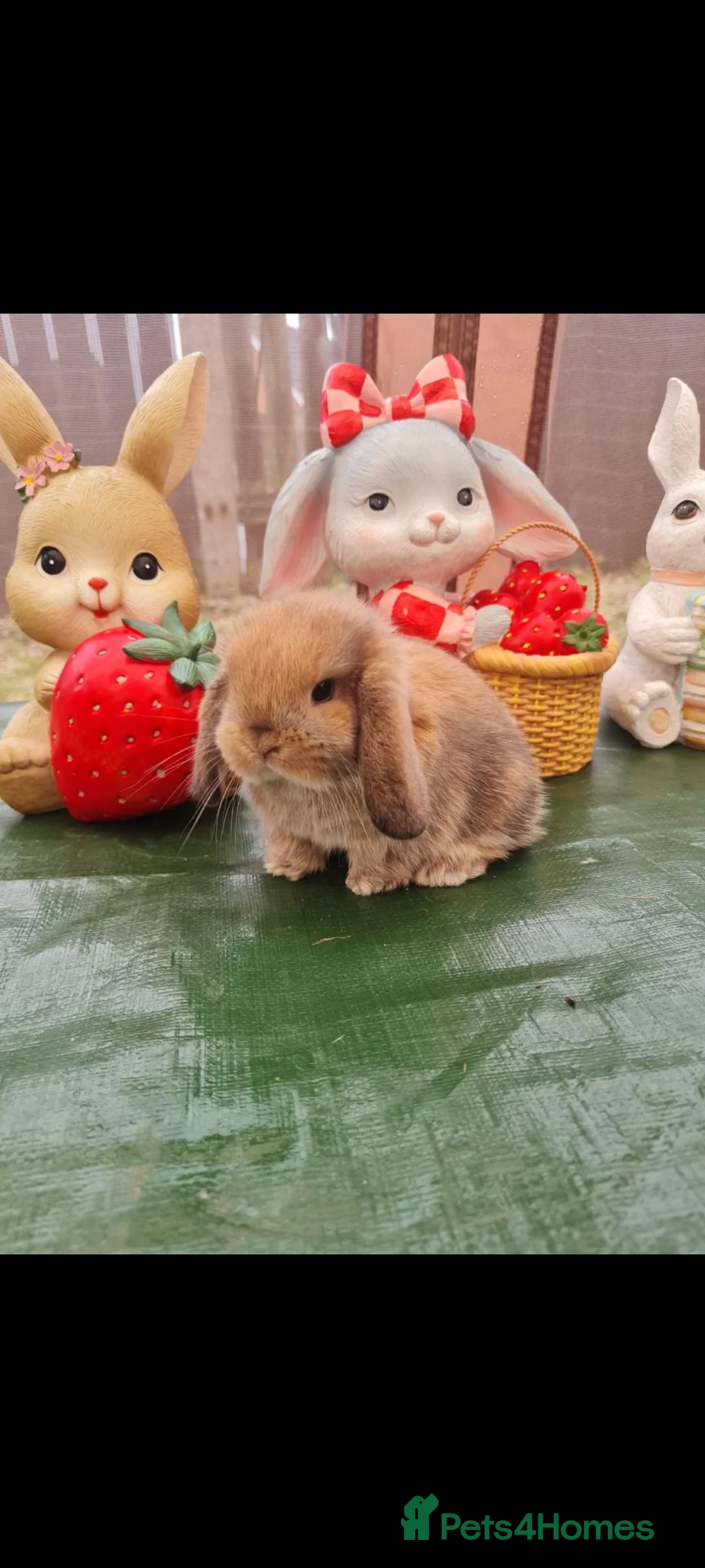 Mini Lop rabbits for sale: Paisley's Bunny Barn  - Advert 2
