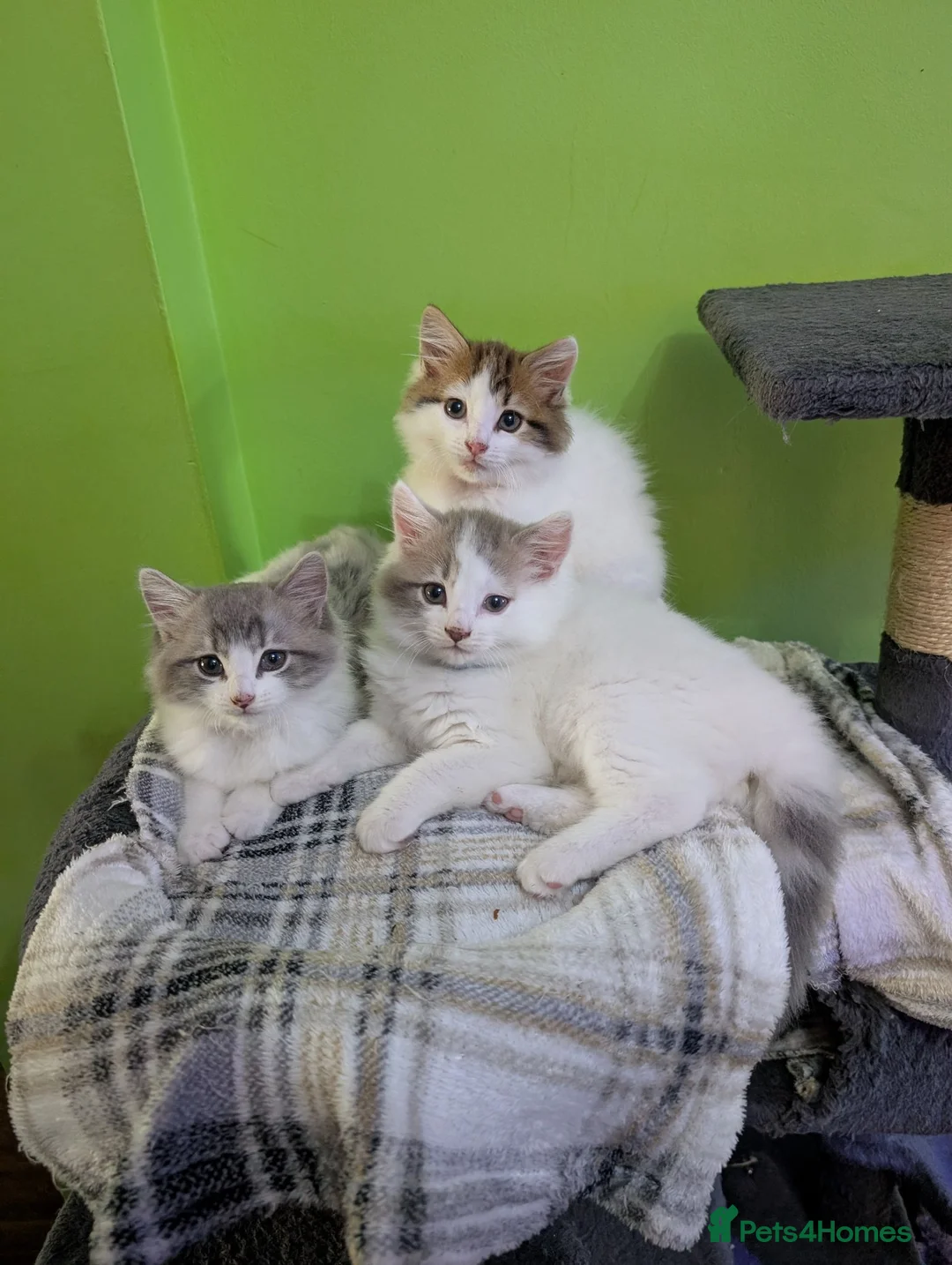 Siberian cats for sale: Siberian crossed kittens  - Advert 1