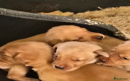 Labrador Retriever dogs for sale: Stunning litter of Fox Red and Black Labradors - Image 5