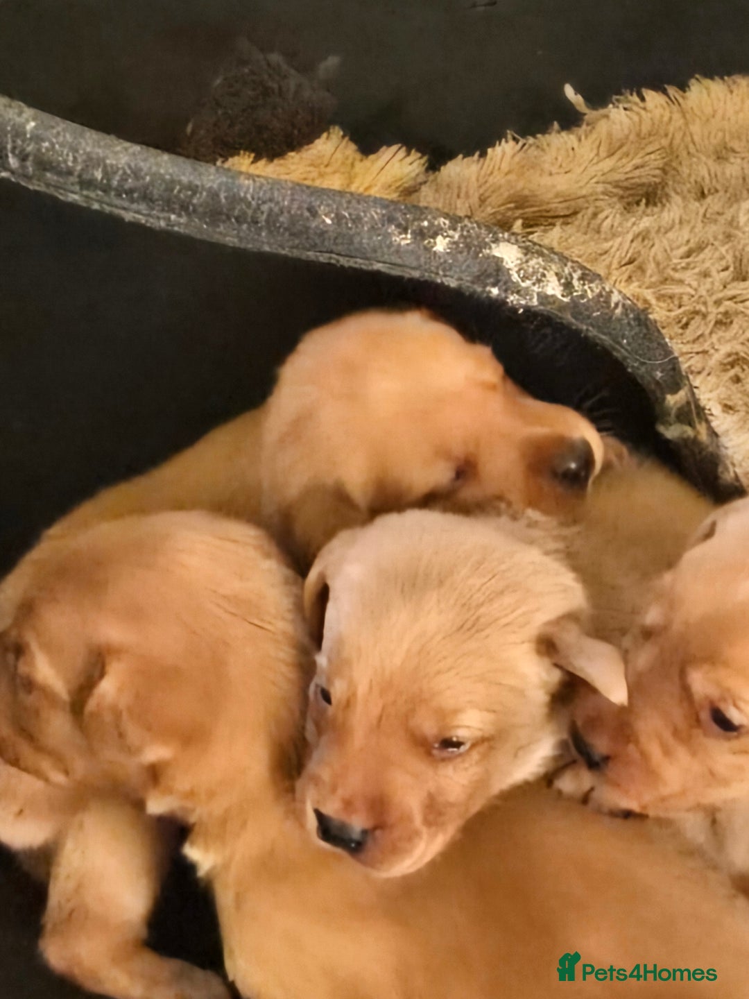 Labrador Retriever dogs for sale: Stunning litter of Fox Red and Black Labradors - Image 5