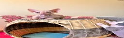 Devon Rex cats for sale: beautiful Devon Rex kittens  - Advert 4