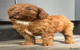 Cockapoo dogs for sale: Cockapoo puppies  - Image 13