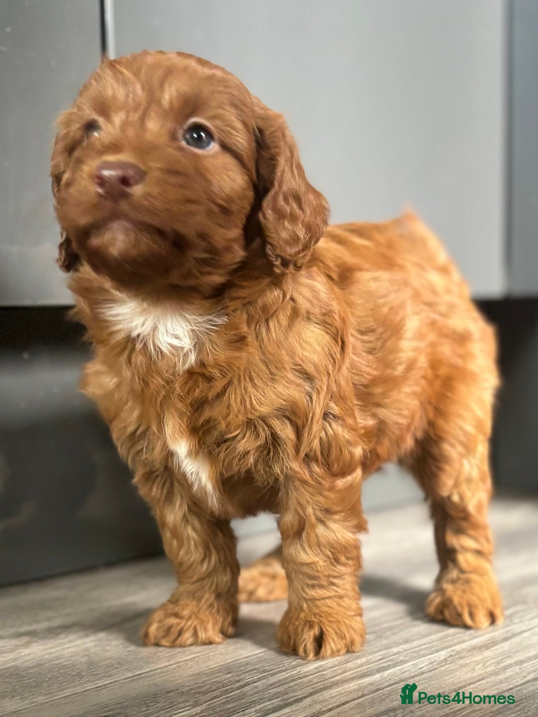 Cockapoo dogs for sale: Cockapoo puppies  - Image 13