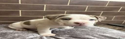 American Bully dogs for sale: POCKET BULLYS  in Orpington - Advert 24