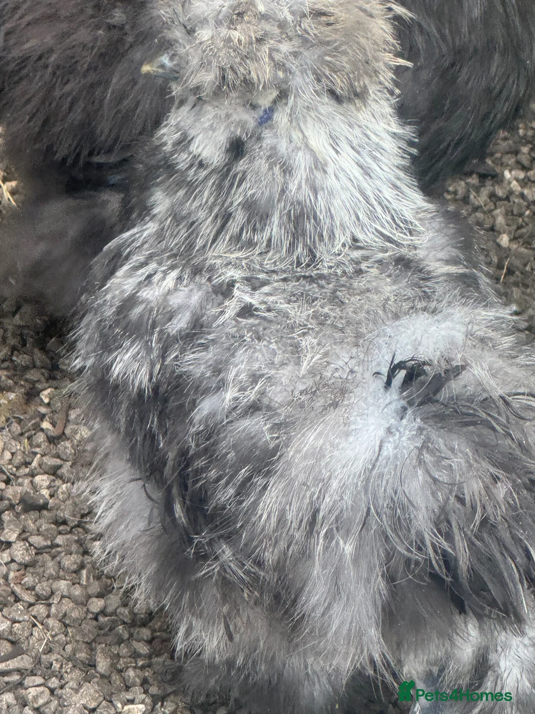 Chickens poultry for sale: Silkie cockerels forsale in Walsall - Advert 4