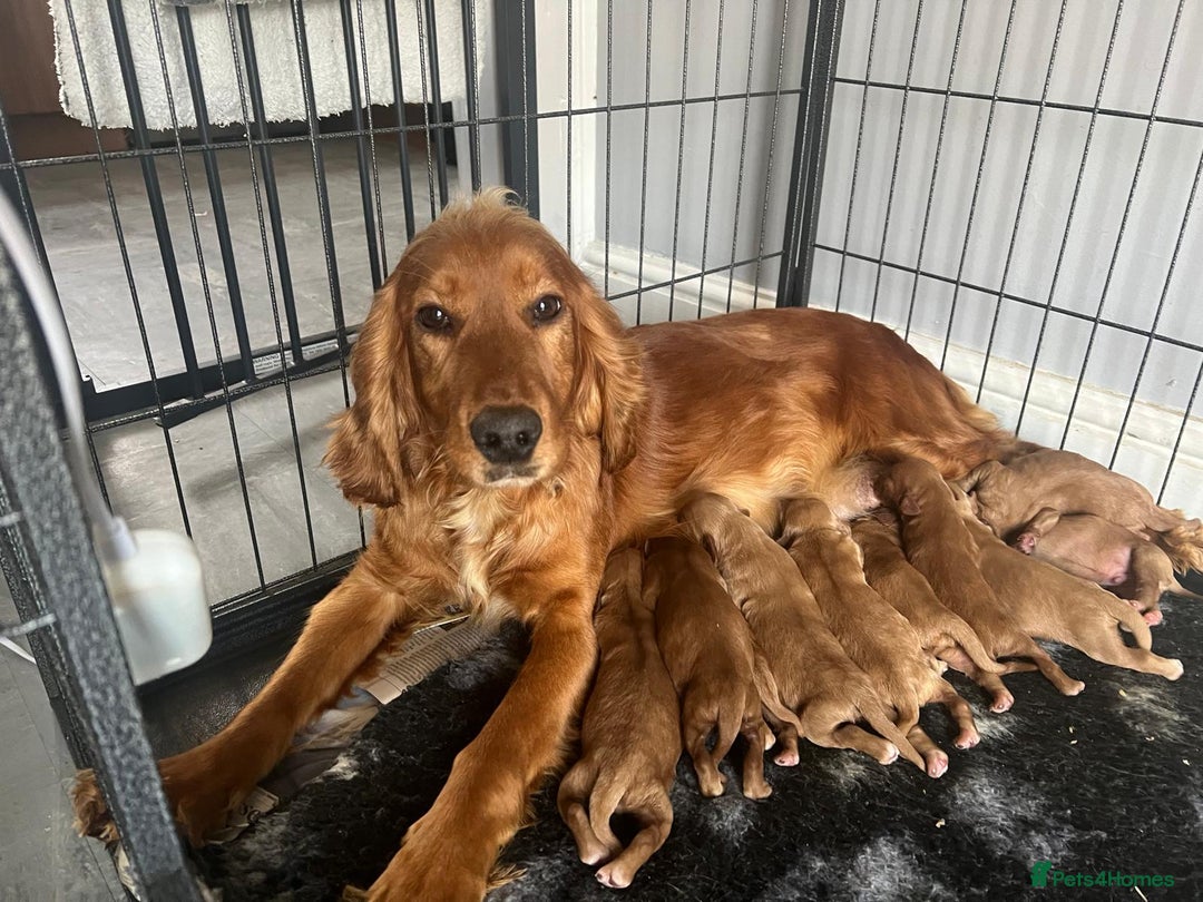 Cockapoo dogs for sale: Cockapoo puppies ready now  - Image 16