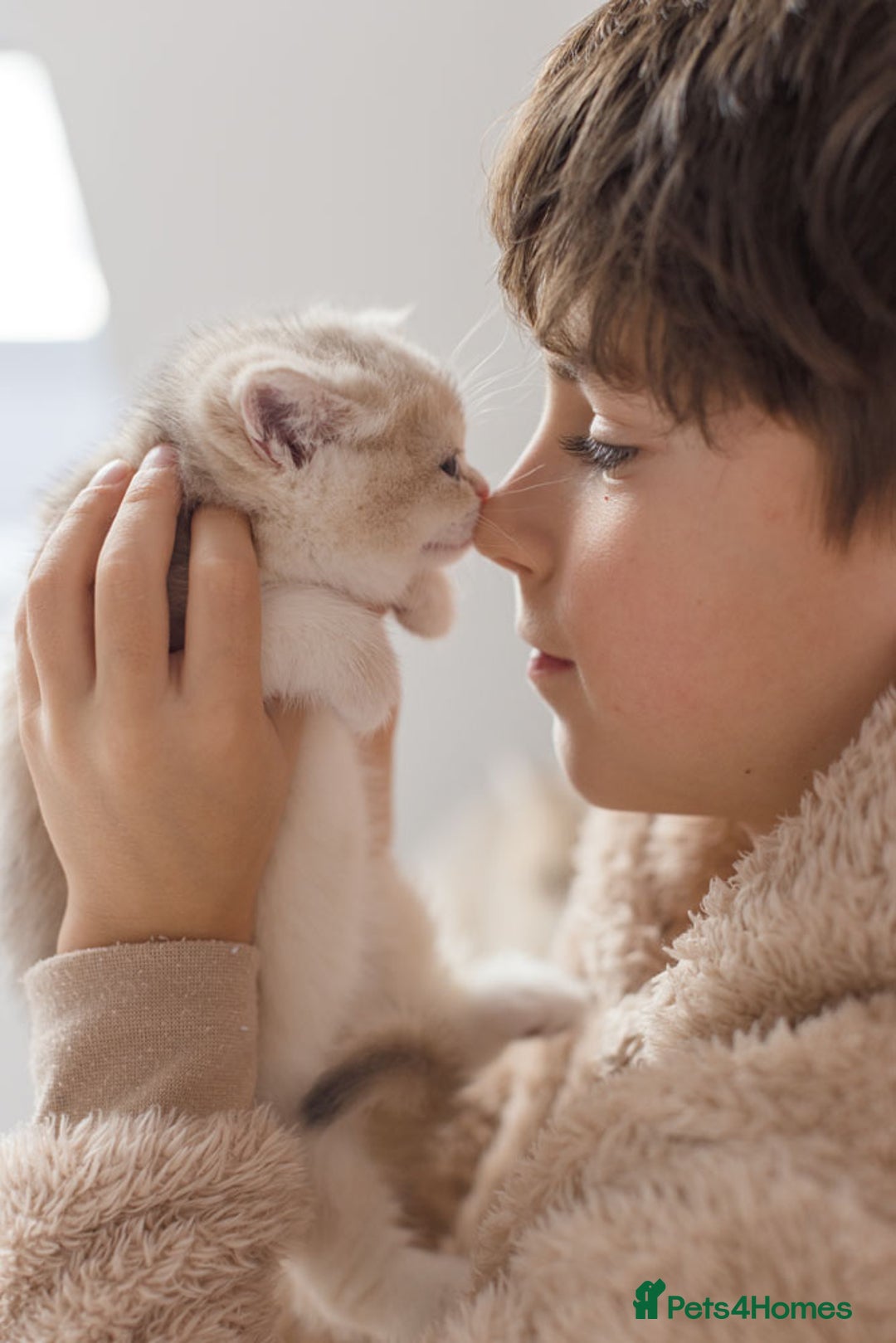 British Shorthair cats for sale: Cuddly Golden Blue British Shorthair girl  - Advert 14