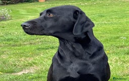 Labrador Retriever dogs for sale: Gorgeous Pure Black Labrador Puppies. KC Reg. - Image 3