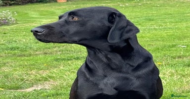 Labrador Retriever dogs - Advert 6