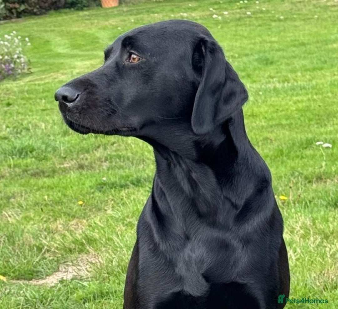 Labrador Retriever dogs for sale: Gorgeous Pure Black Labrador Puppies. KC Reg. - Image 3