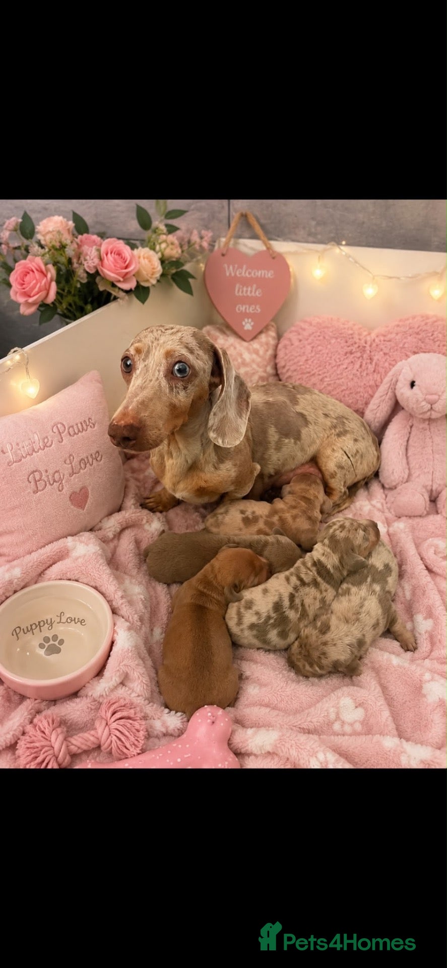 Dachshund dogs 1 Isabella boy & 1 fawn girl for sale  - Advert 4