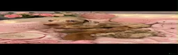 Dachshund dogs for sale: 1 Isabella boy & 1 fawn girl for sale  - Advert 1