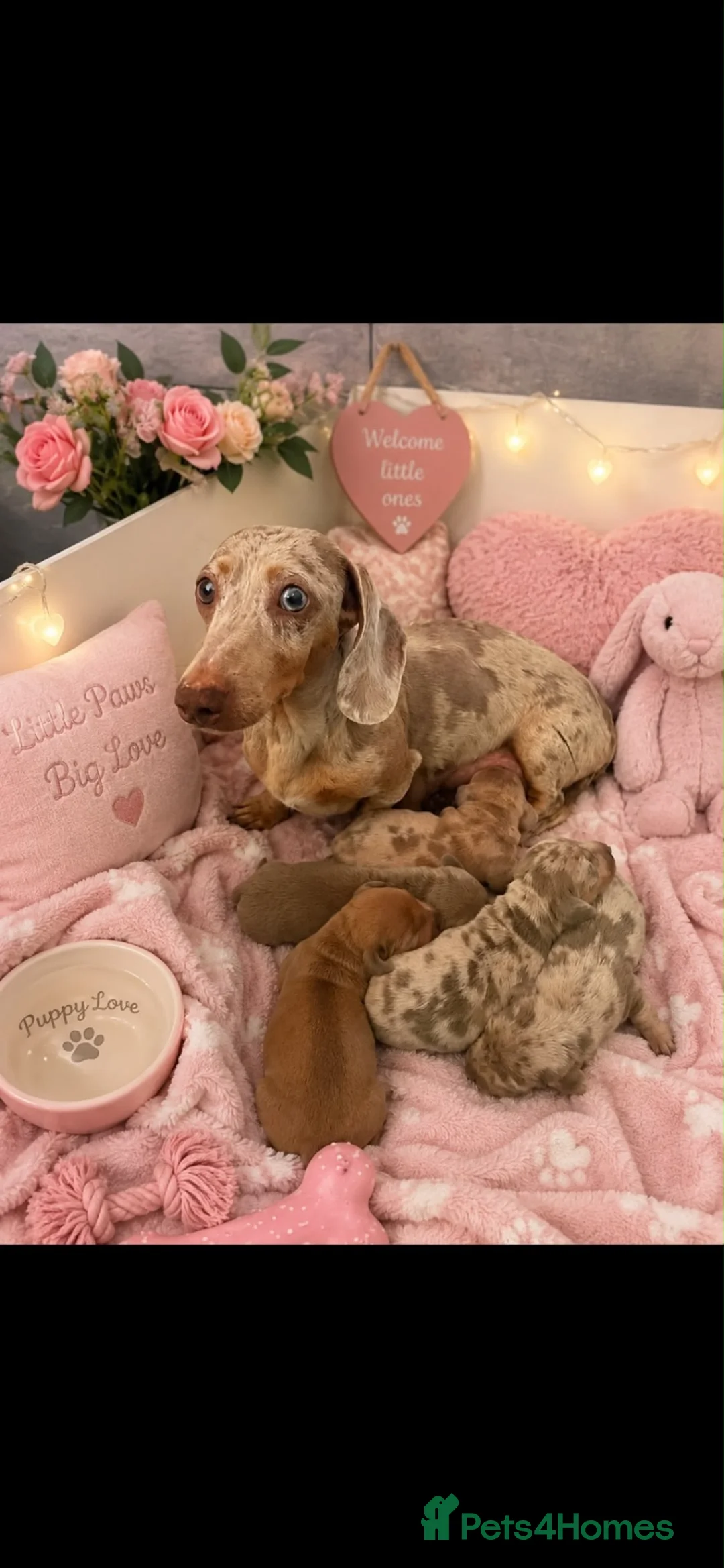 Dachshund dogs for sale: 1 Isabella boy & 1 fawn girl for sale  - Advert 1