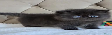 Persian 2