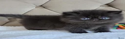 Persian cats for sale: Persian Kittens - Advert 12