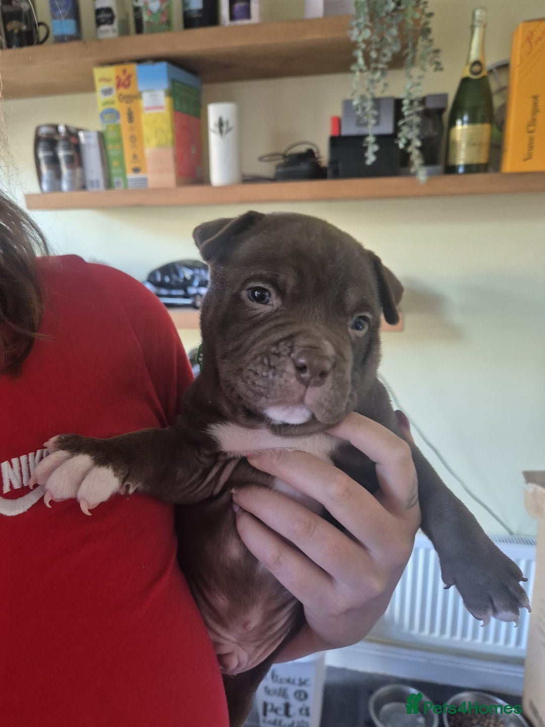 Mixed Breed dogs for sale: Pocket bully cross Chow Chow puppies for sale - Image 8