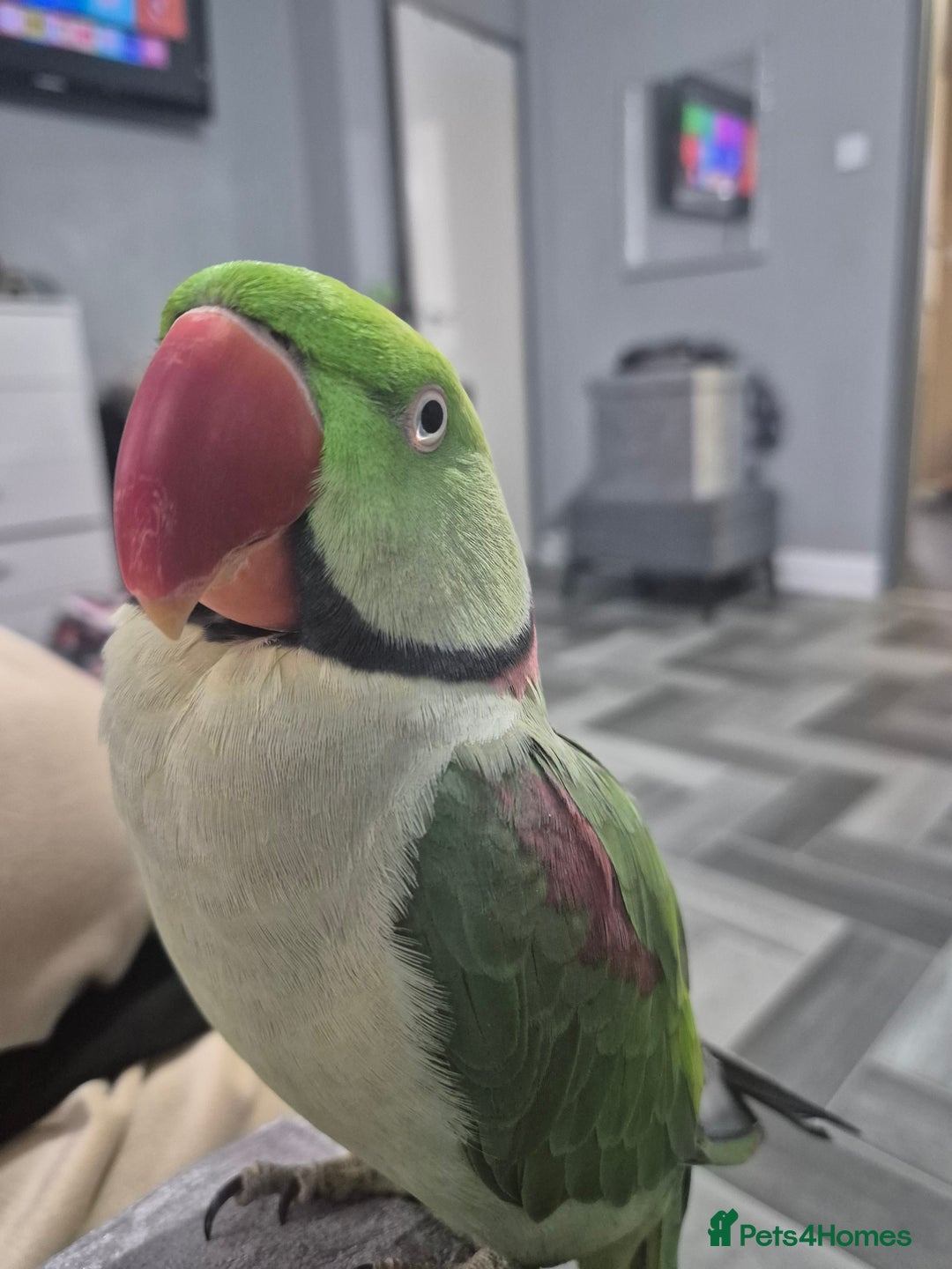 Parrots birds for sale: Male alexander parrot for sale - Advert 12