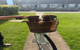 Cane Corso dogs for sale: Cane corsos 2 weeks left  in Cramlington - Image 15