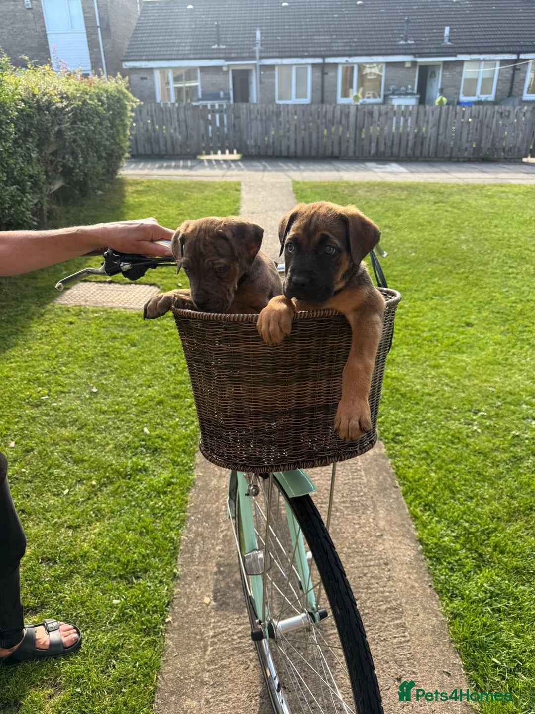 Cane Corso dogs for sale: Cane corsos 2 weeks left  in Cramlington - Image 15