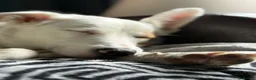 Mixed Breed dogs for sale: Boarder Collie x Australian Shepard  - Advert 2