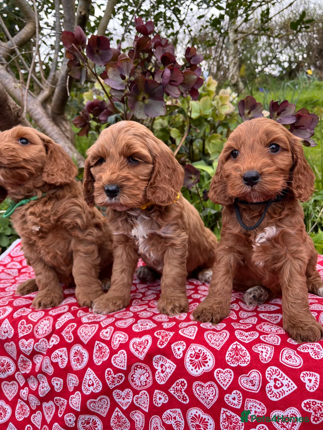 Cockapoo dogs for sale: 1 Cockapoo left Extensively Health Tested Parrnts - Advert 1