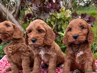 Cockapoo dogs Cockapoo puppies Extensively Health Tested Parrnts - Advert 5