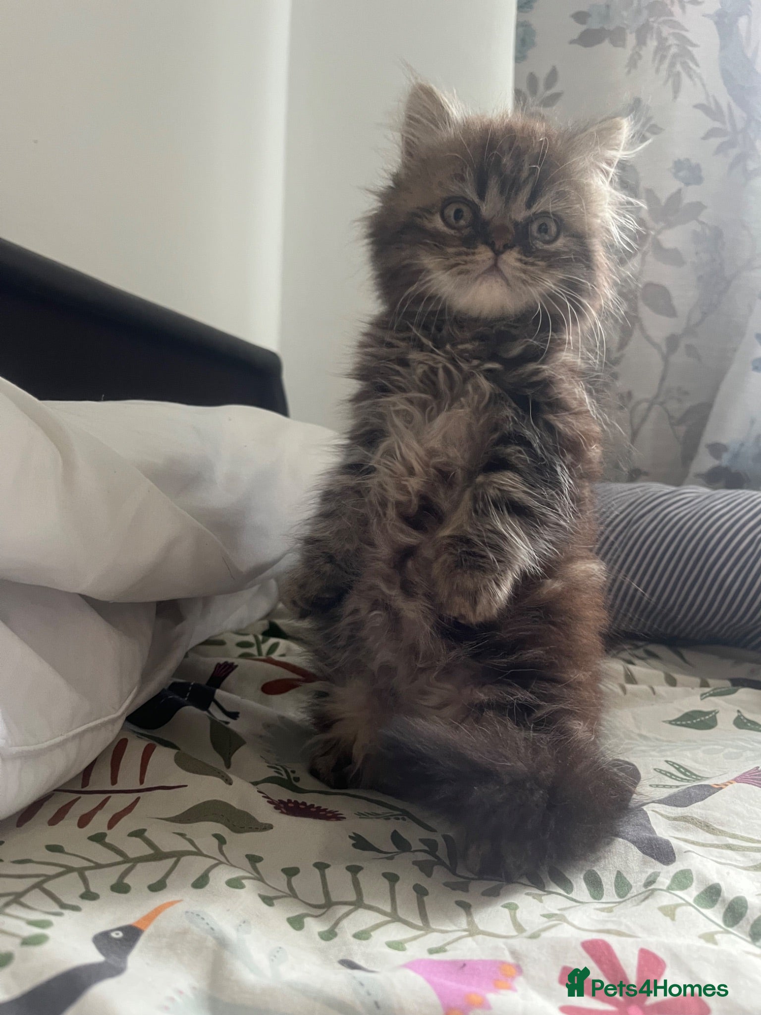 Exotic cats 🐾 Beautiful Male Exotic Longhair Kitten 🖤   - Advert 5