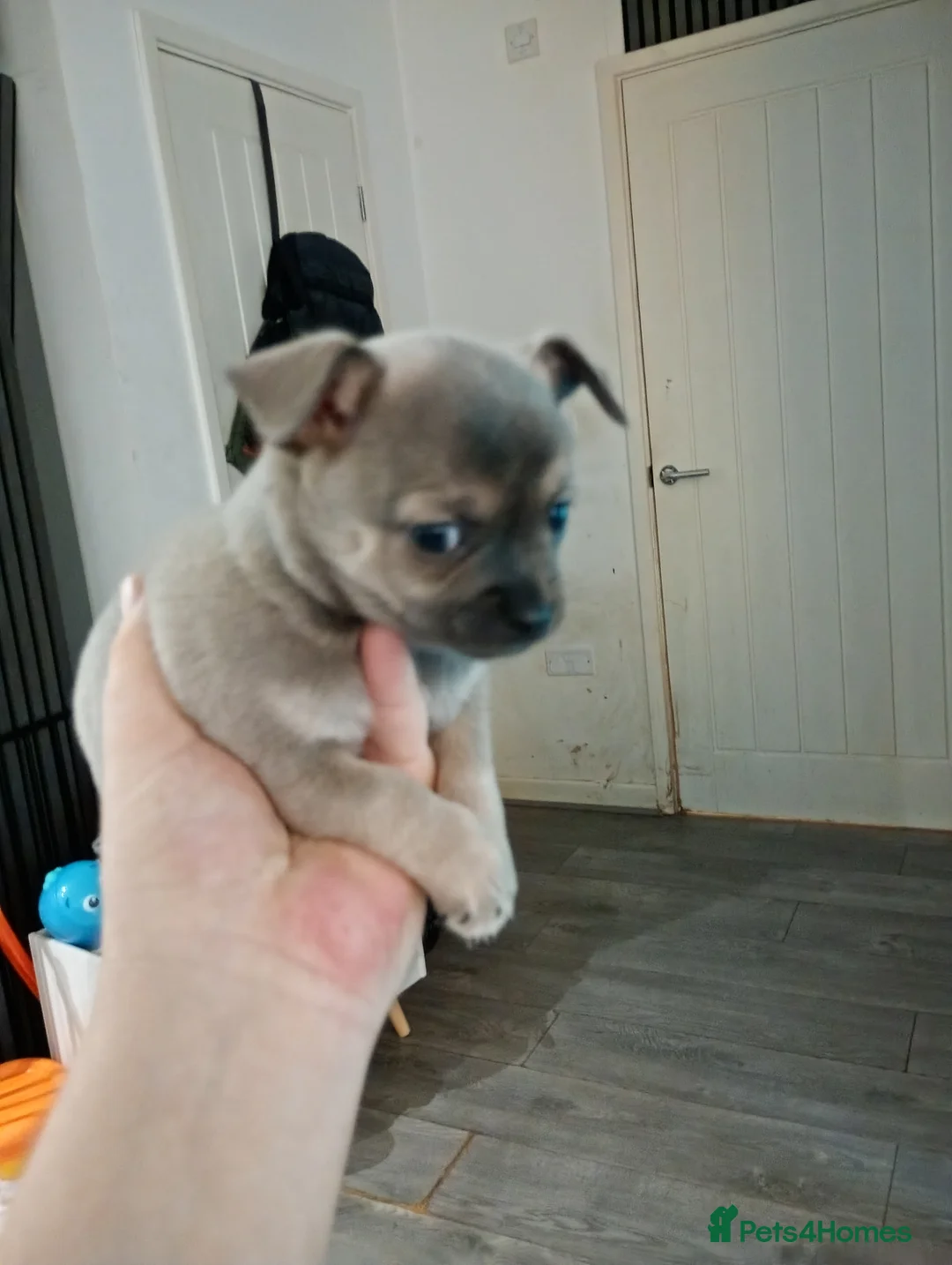 Chihuahua dogs for sale: Chihuahua puppies female x2 - Advert 4