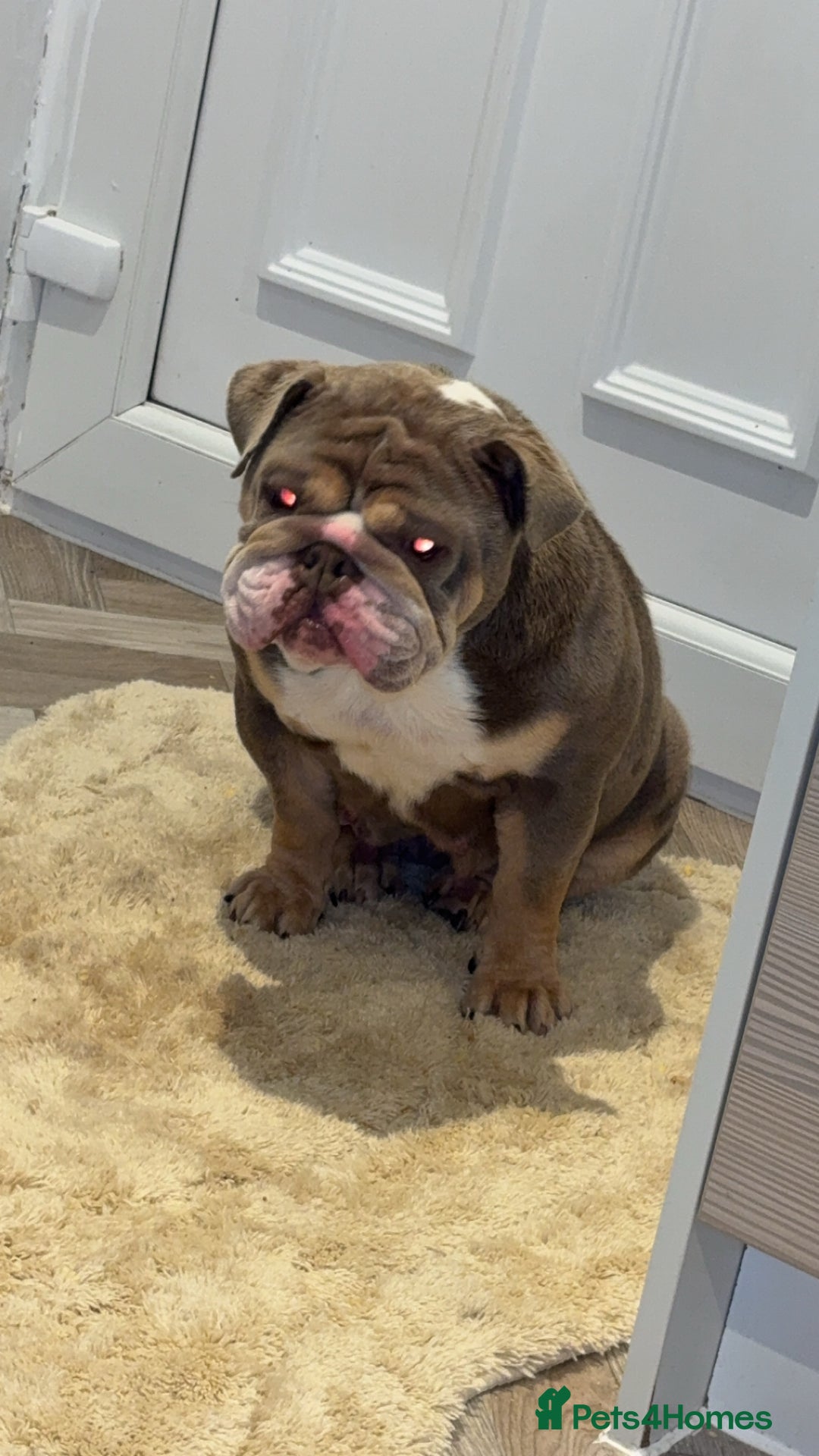 English Bulldog dogs for sale: Female british bulldog - Advert 5