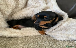 Dachshund dogs for sale: Miniature dachshund’s puppies  - Image 3