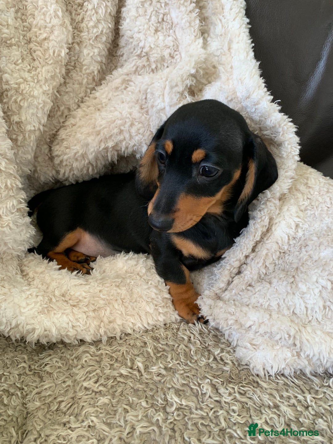 Dachshund dogs for sale: Miniature dachshund’s puppies  - Image 3
