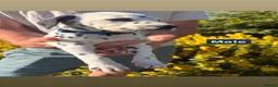Dalmatian dogs for sale: Exceptional KC Dalmatian Puppies  - Advert 18